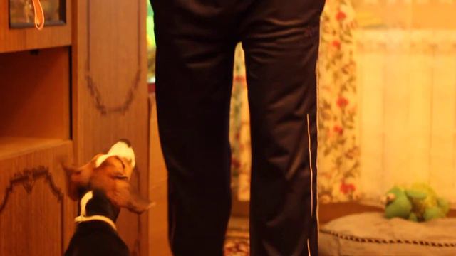 Бигль Билли смотреть онлайн