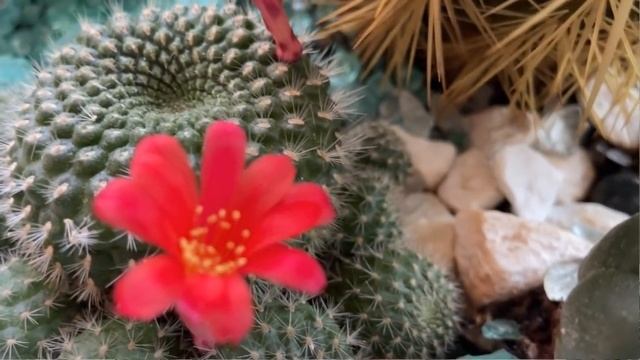 Цветение кактуса | Подарок на 8 марта | Что делать, чтобы кактус зацвел смотреть онлайн