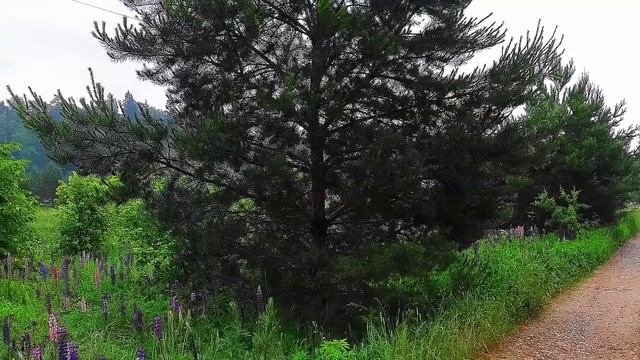 ДАЧ БОЛЬШЕ НЕТ! ЧТО БУДЕТ С 1 ЯНВАРЯ 2019 ГОДА? НОВЫЙ ФЗ 217 Записки агента смотреть онлайн