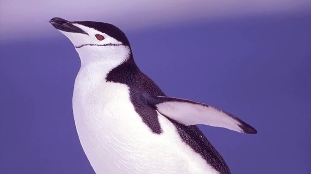 Топ 10 самых необычных привычек животных