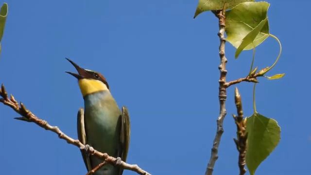 Nikon P 1000 Zoom Test | Nikon P1000 Review Hindi | Nikon P1000 Sample Videos | Highest Zoom Camer смотреть онлайн