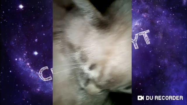 Смешное видео про моего котенка;) смотреть онлайн