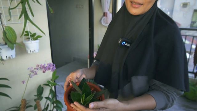 TAMAN BUNGA KECIL DAN KOLEKSI TANAMAN...episode 1 смотреть онлайн