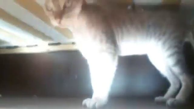 Канадский сфинкс смотреть онлайн