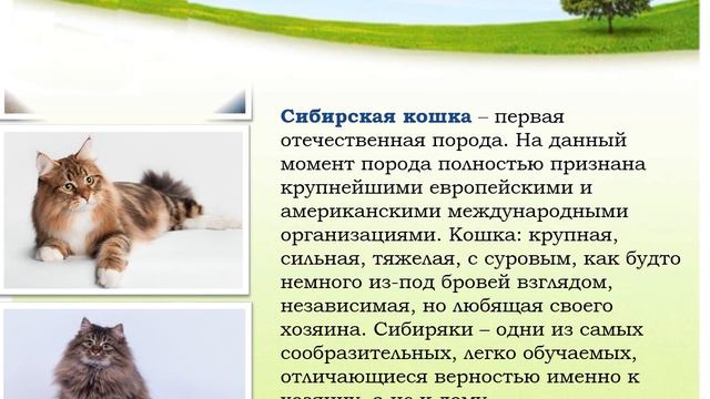 Домашние животные Кошки смотреть онлайн