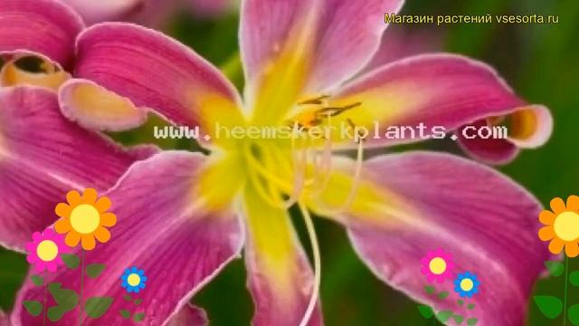 Лилейник гибридный Экзотик Спайдер. Краткий обзор, описание характеристик hemerocallis Exotic Spide смотреть онлайн