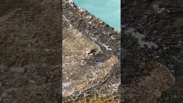 Два краба на подходе к океану//Two crabs approaching the ocean смотреть онлайн