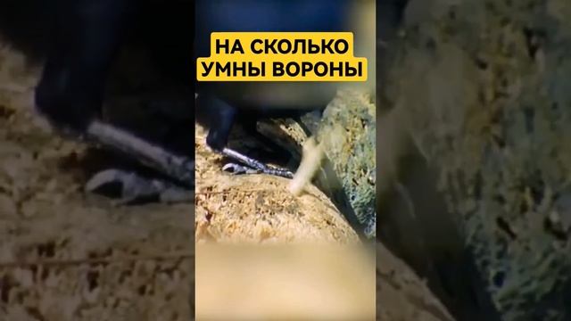 Вороны очень умны и разумны! #факты #тайноенепознанное #ворон #интересныефакты смотреть онлайн