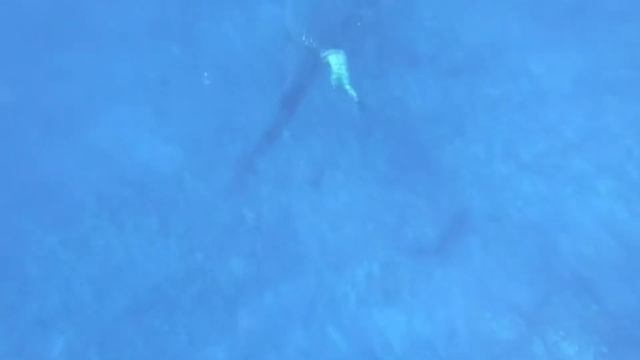 Огромная китовая акула схватила дайвера за ногу, но что случилось потом оказалось чудом смотреть онлайн