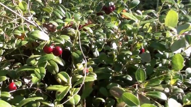 За брусникой смотреть онлайн