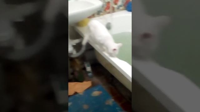 Кот проверяет температуру воды... смотреть онлайн