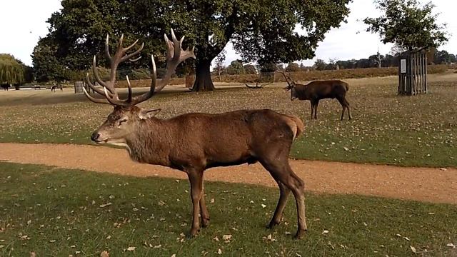 Муууу смотреть онлайн