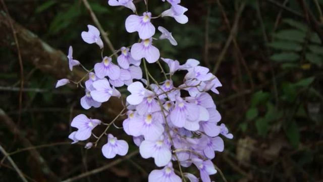 Orquideas Ionopsis No Habitat.wmv