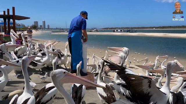 Кормление диких пеликанов на Золотом Побережье. Клип в 4к. (видео 470) смотреть онлайн