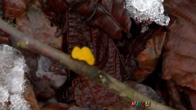 Какие грибы растут в январе. смотреть онлайн