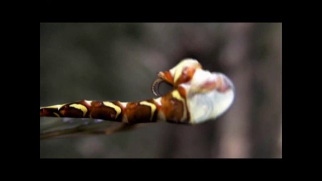 Megarhyssa.mpg смотреть онлайн