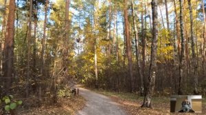 Немая бродяжка пришла к нотариусу и отдала свое завещание… Прочтя его, он едва не поседел...