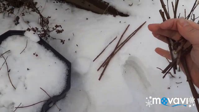 Стрижка гортензии по собачьи. Собираемся домой 24.02 смотреть онлайн