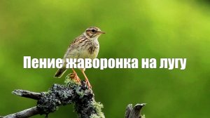 Звук природы. Пение жаворонка на лугу