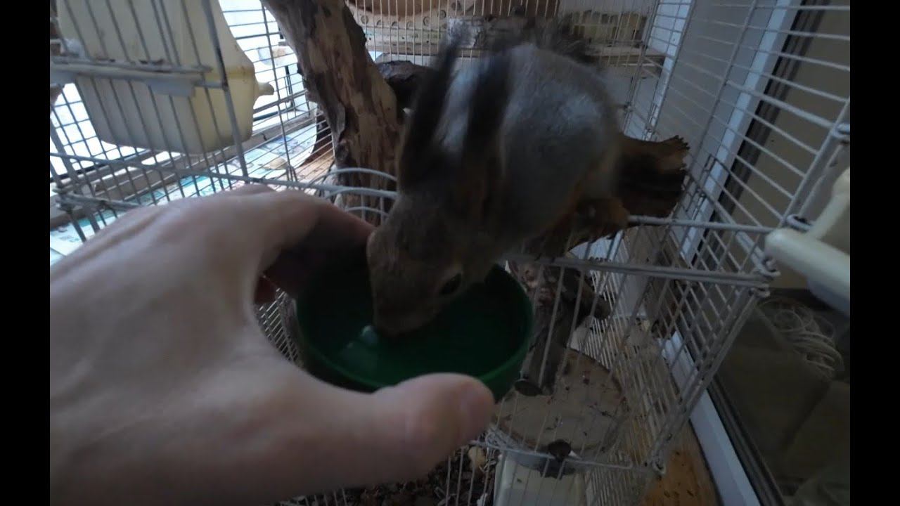 БУДНИ ДОМАШНЕЙ БЕЛКИ. ЗИМУЕТ НА БАЛКОНЕ В -40. Со зверем все в порядке, он бодр и весел смотреть онлайн