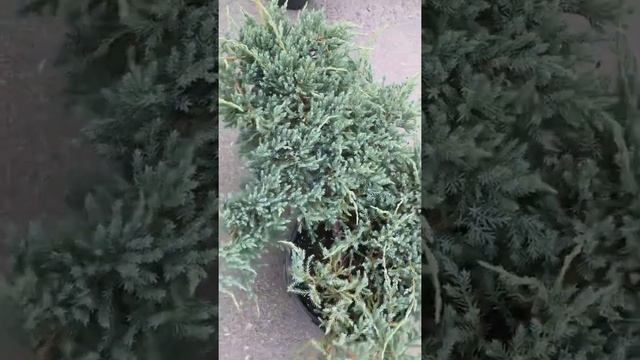 Можжевельник чешуйчатый Blue Carpet (Блю Карпет) смотреть онлайн