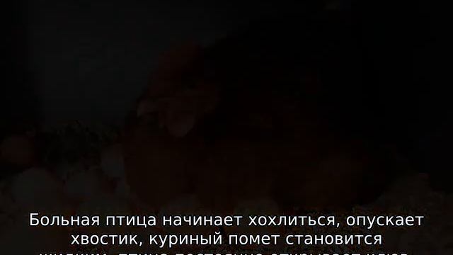 Курица не ест, не пьет, сидит нахохлившись смотреть онлайн