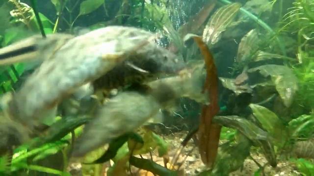 Бухтелки,кряхтелки,сопелки № 1 смотреть онлайн