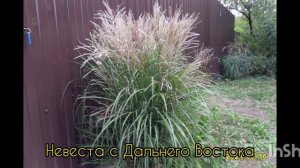 Мискантусы и Декоративные травы. Обзор сортов. Часть 2