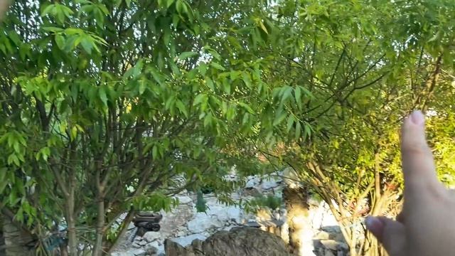 МОИ КЛУМБЫ С ЦВЕТАМИ В ИЮНЕ, ОБЗОР ПРИДОМОВОГО УЧАСТКА смотреть онлайн