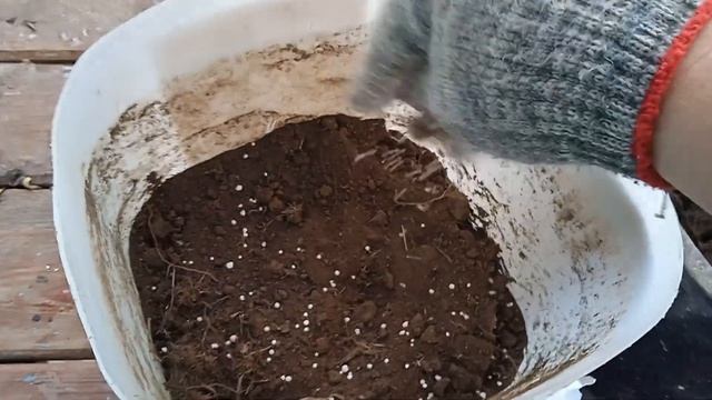 Тюльпаны в вазонах.#тюльпаны Сажаю впервые . смотреть онлайн