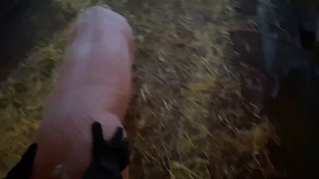 ЛАНДРАС с Америки ГЕНЕТИКА смотреть онлайн