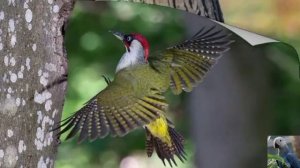 Голоса птиц: зелёный дятел