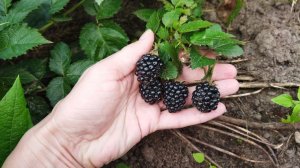 Блэк Джем - ремонтантная ежевика в Беларуси, Витебской области, первое плодоношение, мои впечатления