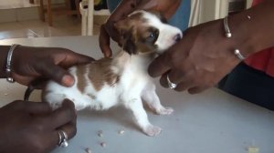 Щенка удачно вылечили от личинок овода