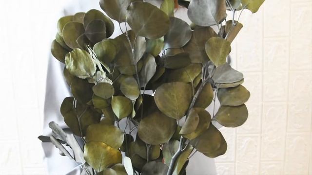 Эвкалипт стабилизированный, сухоцветы натуральные стабилизированные для декора смотреть онлайн