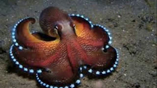 10 самых умных животных смотреть онлайн