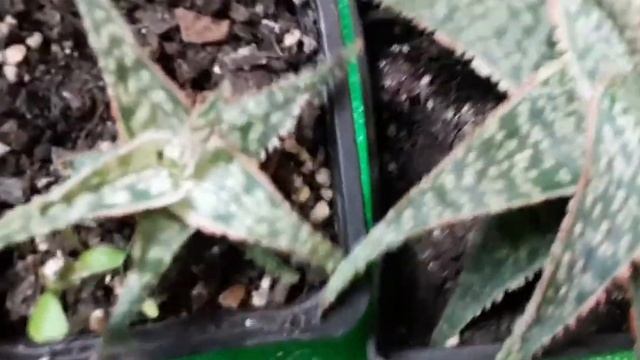 алоэ рауха смотреть онлайн