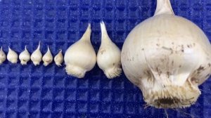 Луковицы АЛЛИУМА как выглядят в первый год, через 5 и 10 лет