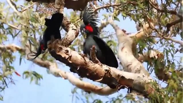 ЧЁРНЫЙ КАКАДУ - Птица со скверным характером смотреть онлайн