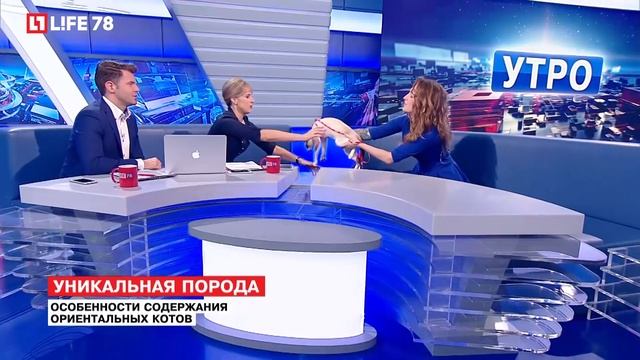 Ориентальные коты: особенности содержания смотреть онлайн
