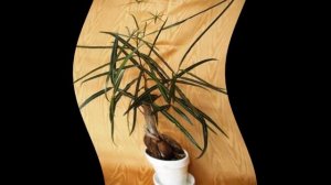 Бутылочное дерево  уход.брахихитон уход