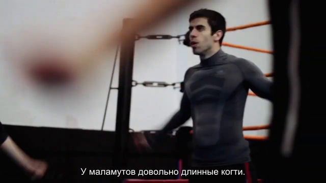 Аляскинский маламут смотреть онлайн