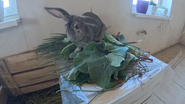 Кормление кролика смотреть онлайн