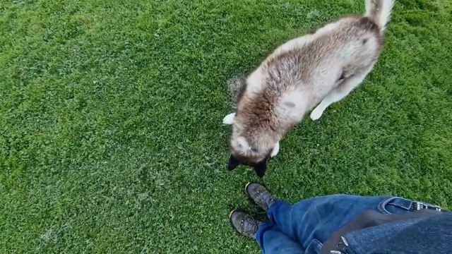 Old Husky Acts Like A Puppy In His New Garden смотреть онлайн