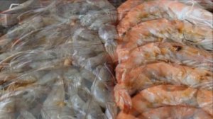 Разведение Креветок в домашних условиях как бизнес идея