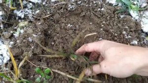 Гвоздика Шабо. Пересадка с улицы в дом. Clove shabo