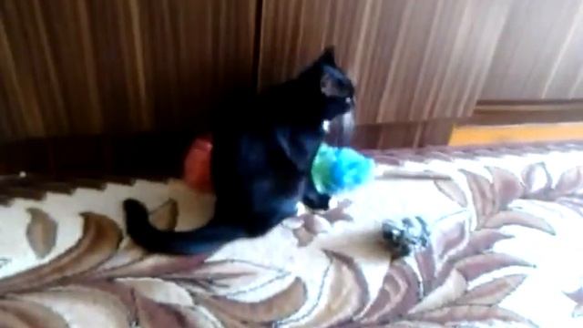 Кот Kira aka Kiril (Наложение озвучки от vk.com/maksimtrudov) 3