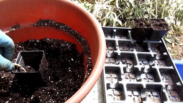 How to Transplant Chamaerops humilis palm seedlings смотреть онлайн