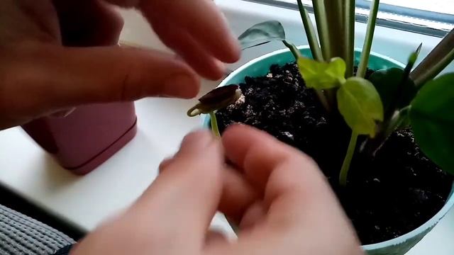 Хурма. Удаление косточки смотреть онлайн