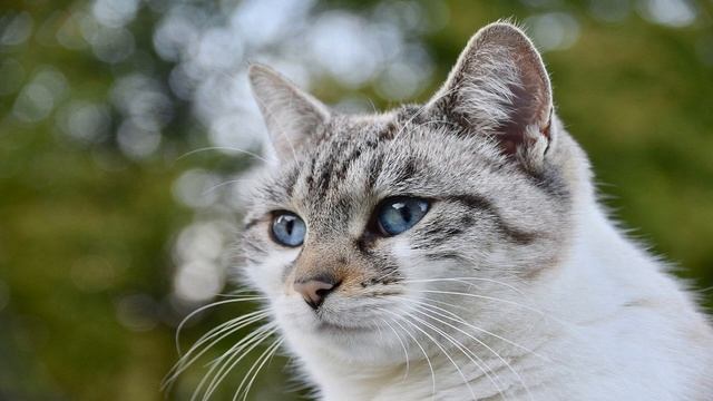 Cat SOUND - MEOW MEOW 5 MIN смотреть онлайн